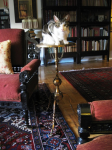 Aesthetic table 015SMALL — Aesthetic brass plant stand
