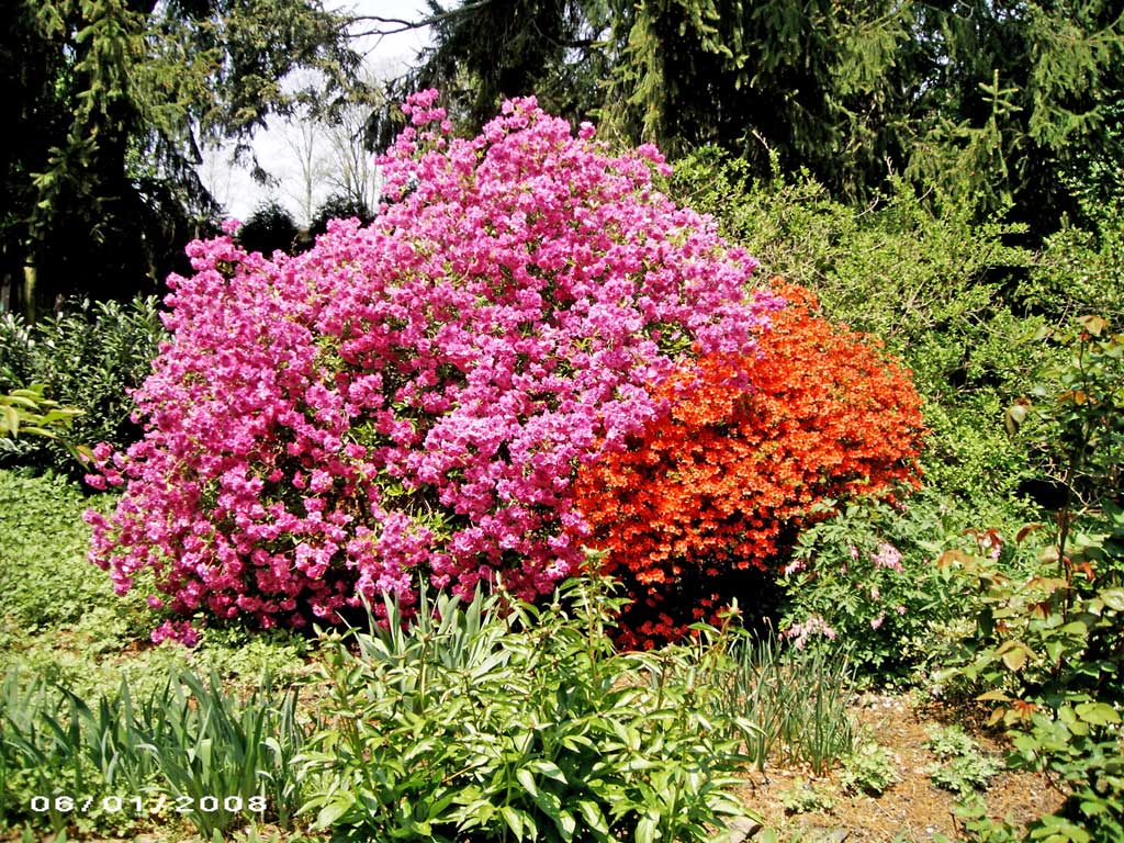 azaleas — VW Bus sized Azalea